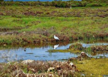 La PDE exigeix a la CHE cabals per a les llacunes sense retallar l’aigua del riu