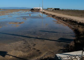 Els regants de l’Esquerra de l’Ebre inicien el rentat de salinitat en 800 hectàrees d’arrossars afectats pel temporal