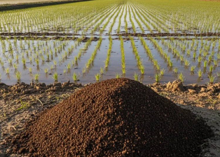 Els Bancs d’Aliments reben 215 tones d’arròs gràcies al reciclatge de les càpsules Nespresso