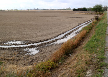 Els arrossars del Delta comencen a inundar-se en una campanya amb bones reserves i qualitat d’aigua per al reg