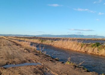 Unió de Pagesos alerta d’una campanya difícil per a l’arròs per la incertesa climàtica i l’augment de costos
