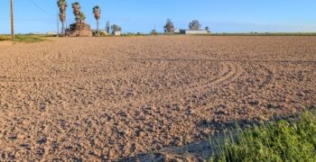 Els arrossars del Delta afronten la campanya amb la sembra en sec pràcticament finalitzada