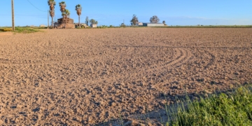 Els arrossars del Delta afronten la campanya amb la sembra en sec pràcticament finalitzada