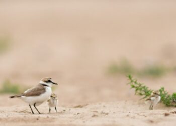 El corriol camanegre inicia la nidificació a les platges del delta de l’Ebre amb mesures de protecció