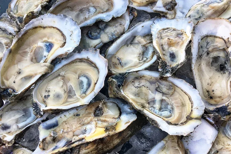 L’Ampolla dona el tret de sortida a les XXXV Jornades Gastronòmiques de l’Ostra amb una Diada plena d’activitats