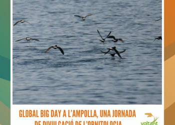 Global Big Day a l’Ampolla, una jornada de divulgació de l’ornitologia