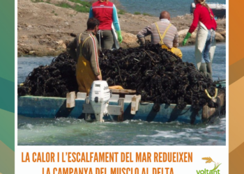 La calor i l’escalfament del mar redueixen la campanya del musclo al Delta
