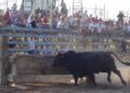 Taurins, ajuntaments i Govern creen un protocol de bioseguretat per a les festes amb bous
