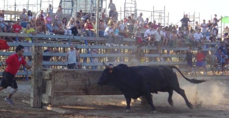 Taurins, ajuntaments i Govern creen un protocol de bioseguretat per a les festes amb bous