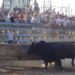 Taurins, ajuntaments i Govern creen un protocol de bioseguretat per a les festes amb bous