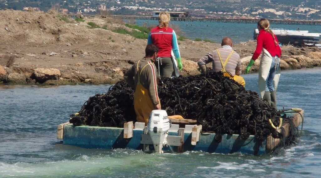 La calor i l’escalfament del mar redueixen la campanya del musclo al Delta a menys de 3.000 tones