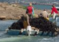 La calor i l’escalfament del mar redueixen la campanya del musclo al Delta a menys de 3.000 tones
