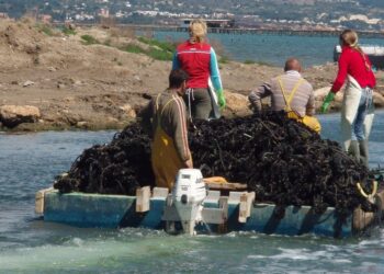 La calor i l’escalfament del mar redueixen la campanya del musclo al Delta a menys de 3.000 tones