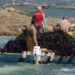 La calor i l’escalfament del mar redueixen la campanya del musclo al Delta a menys de 3.000 tones