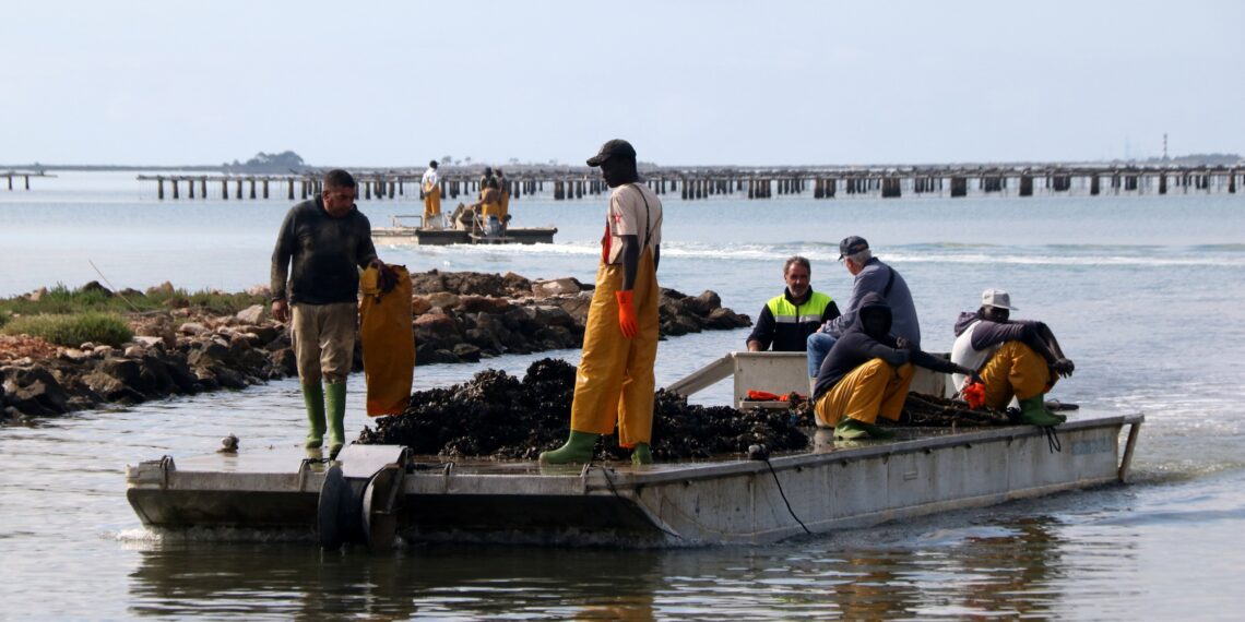 Els musclaires del Delta assumeixen que hauran de produir menys per sobreviure
