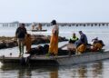 Els musclaires del Delta assumeixen que hauran de produir menys per sobreviure