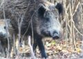 Agricultura activa un pla per reduir senglars a les Terres de l’Ebre i frenar la tuberculosi