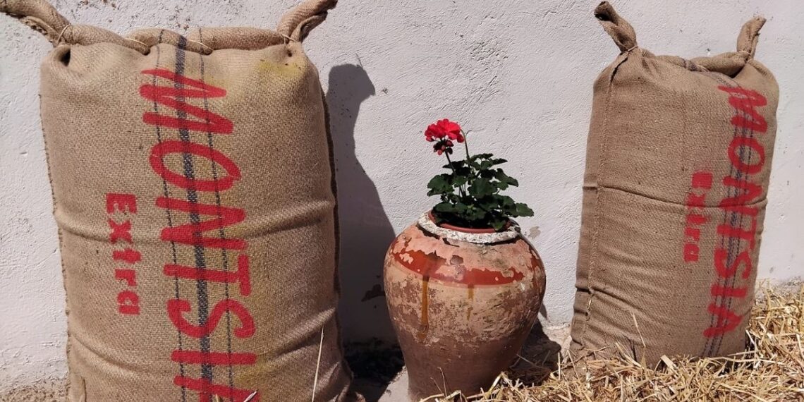 Sant Jaume d’Enveja crearà un centre d’interpretació de l’arròs a la Càmara Arrossera del Montsià