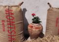Sant Jaume d’Enveja crearà un centre d’interpretació de l’arròs a la Càmara Arrossera del Montsià
