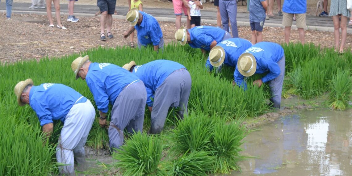 Sant Jaume d’Enveja manté viva la cultura de l’arròs amb una nova edició de la Festa de la Plantada