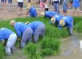 Sant Jaume d’Enveja manté viva la cultura de l’arròs amb una nova edició de la Festa de la Plantada