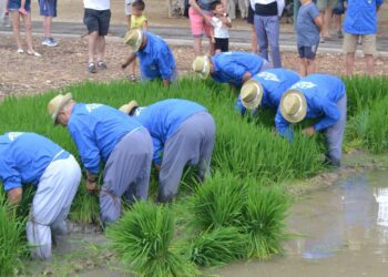 Sant Jaume d’Enveja manté viva la cultura de l’arròs amb una nova edició de la Festa de la Plantada
