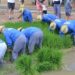 Sant Jaume d’Enveja manté viva la cultura de l’arròs amb una nova edició de la Festa de la Plantada