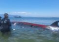 El CRAM apunta a una infecció greu i a una possible col·lisió en la balena varada als Alfacs