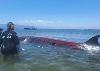 El CRAM apunta a una infecció greu i a una possible col·lisió en la balena varada als Alfacs