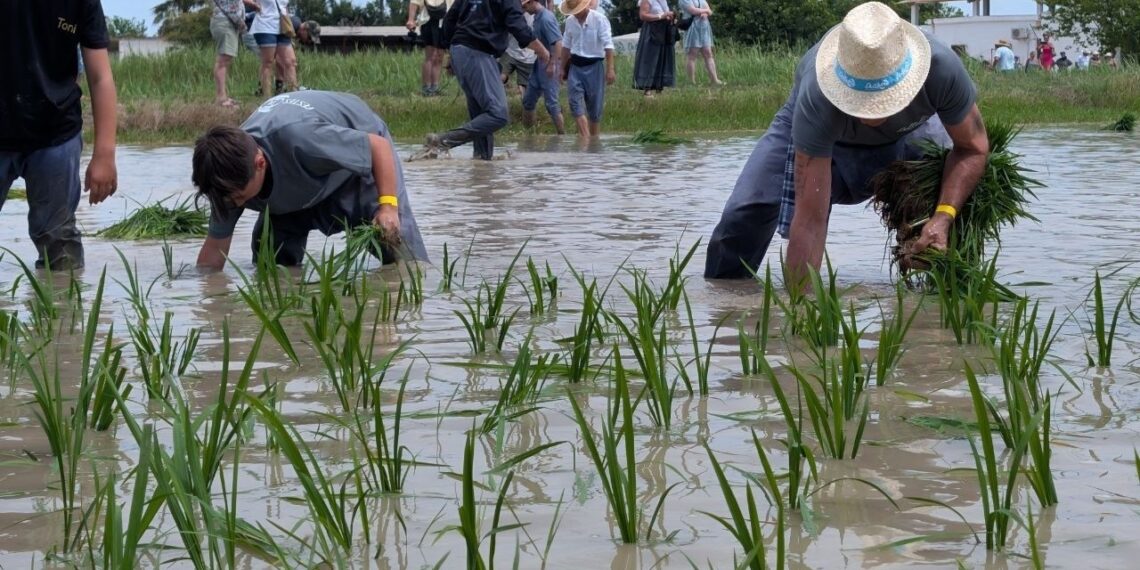 Deltebre celebra la Plantada de l’Arròs amb el compromís d’Interior de blindar el Delta davant els riscos climàtics