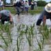 Deltebre celebra la Plantada de l’Arròs amb el compromís d’Interior de blindar el Delta davant els riscos climàtics