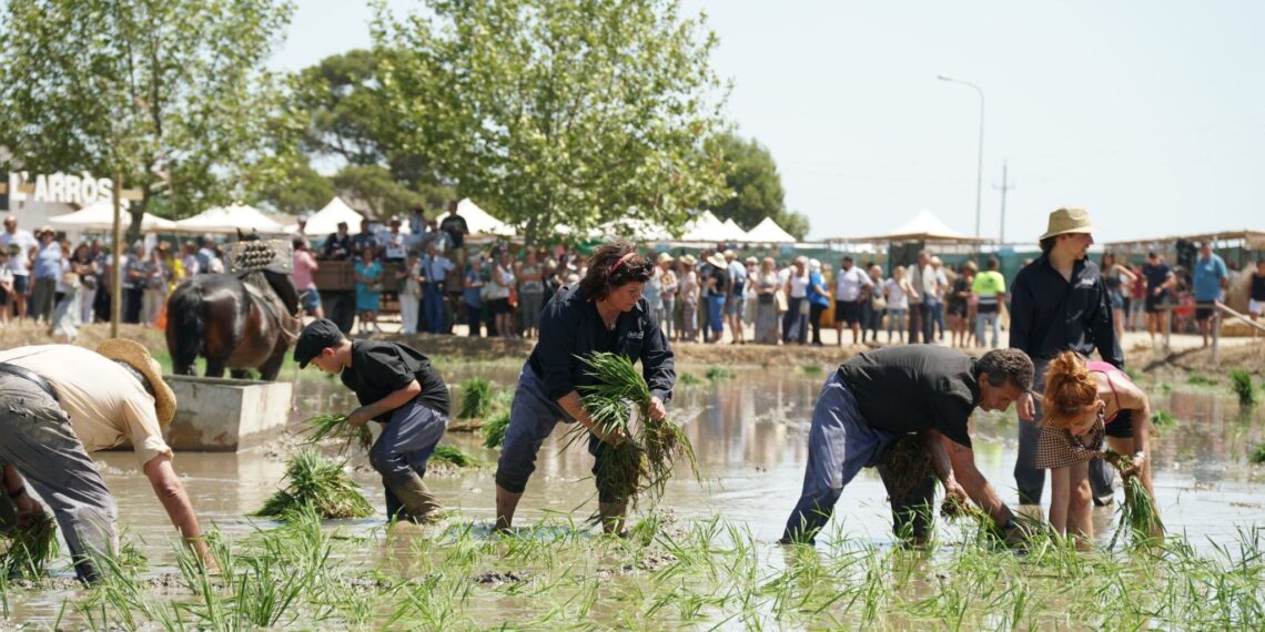 Deltebre recupera les seues arrels amb la Festa de la Plantada i un programa complet d’activitats a la Finca de Bombita