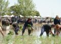 Deltebre recupera les seues arrels amb la Festa de la Plantada i un programa complet d’activitats a la Finca de Bombita