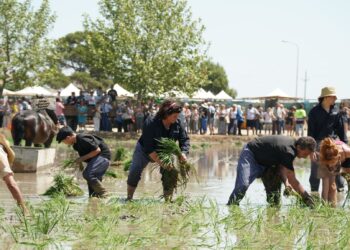 Deltebre recupera les seues arrels amb la Festa de la Plantada i un programa complet d’activitats a la Finca de Bombita