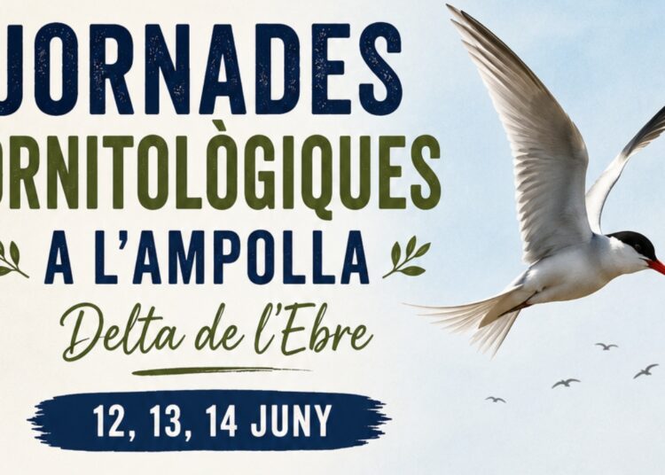 L’Ampolla estrena les Jornades Ornitològiques per apropar la natura i els moixons al públic
