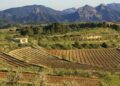 La DO Terra Alta reivindica Mescla i l’enoturisme com a motors de promoció de les Terres de l’Ebre
