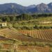 La DO Terra Alta reivindica Mescla i l’enoturisme com a motors de promoció de les Terres de l’Ebre