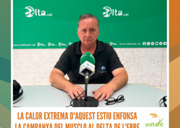 La calor extrema d’aquest estiu enfonsa la campanya del musclo al delta de l’Ebre