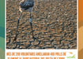 Més de 200 voluntaris anellaran 400 polls de flamenc al Parc Natural del Delta de l’Ebre