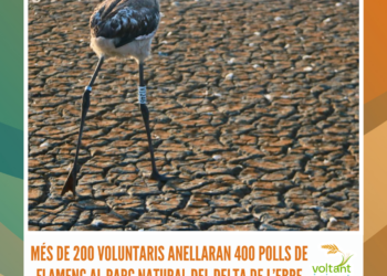 Més de 200 voluntaris anellaran 400 polls de flamenc al Parc Natural del Delta de l’Ebre