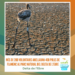Més de 200 voluntaris anellaran 400 polls de flamenc al Parc Natural del Delta de l’Ebre