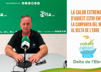 La calor extrema d’aquest estiu enfonsa la campanya del musclo al delta de l’Ebre