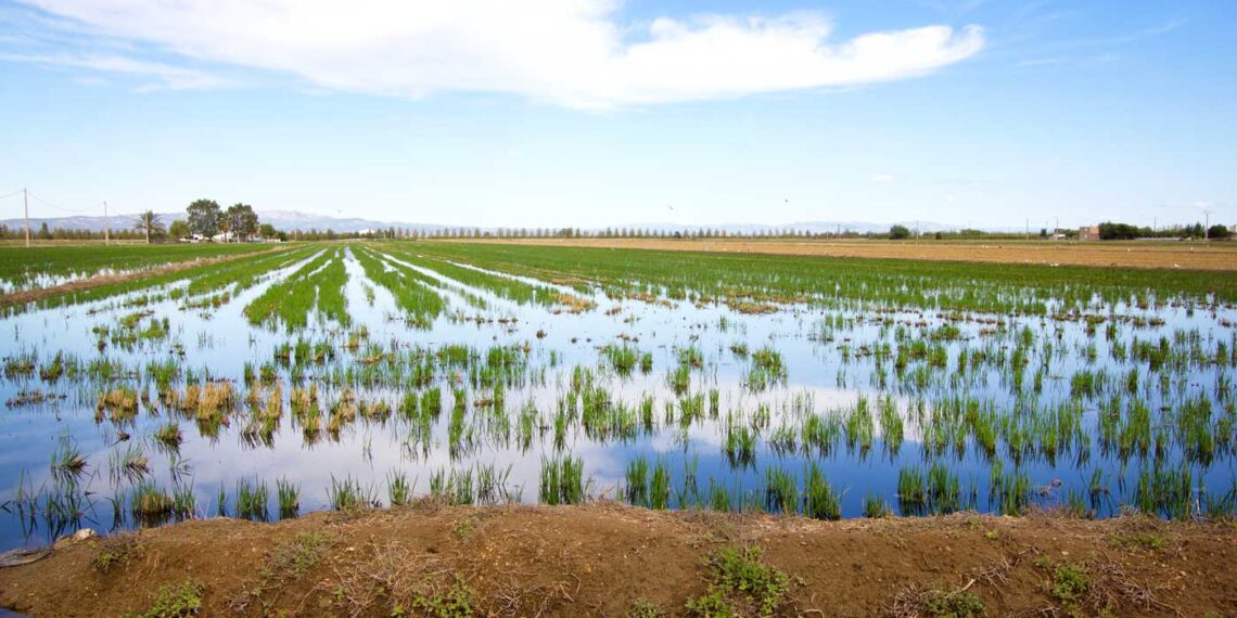 UP alerta que la limitació de fitosanitaris al Delta fa el sector de l’arròs més dependent i menys productiu