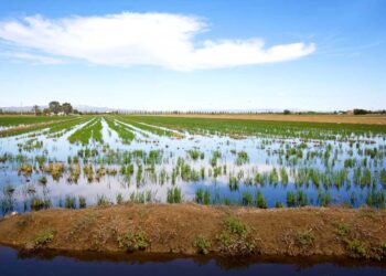 UP alerta que la limitació de fitosanitaris al Delta fa el sector de l’arròs més dependent i menys productiu