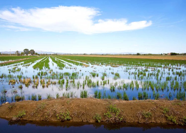 UP alerta que la limitació de fitosanitaris al Delta fa el sector de l’arròs més dependent i menys productiu