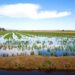 UP alerta que la limitació de fitosanitaris al Delta fa el sector de l’arròs més dependent i menys productiu