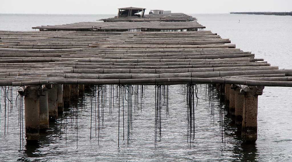 La calor extrema d’aquest estiu enfonsa la campanya del musclo al delta de l’Ebre