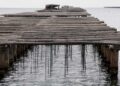 La calor extrema d’aquest estiu enfonsa la campanya del musclo al delta de l’Ebre