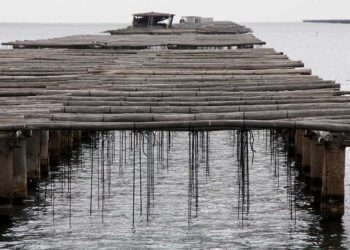 La calor extrema d’aquest estiu enfonsa la campanya del musclo al delta de l’Ebre