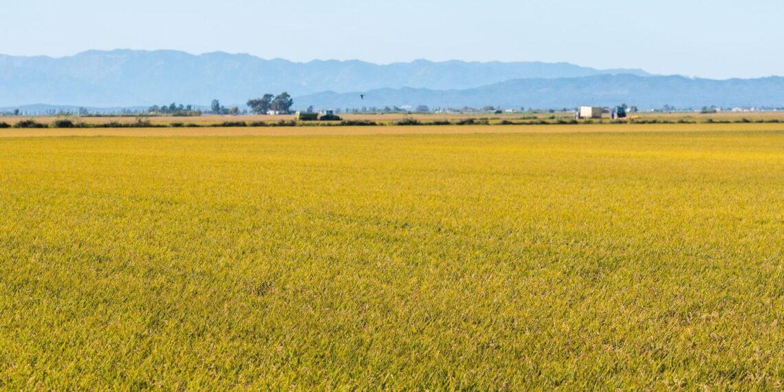 Els arrossars del Delta encaren la recta final abans de la sega